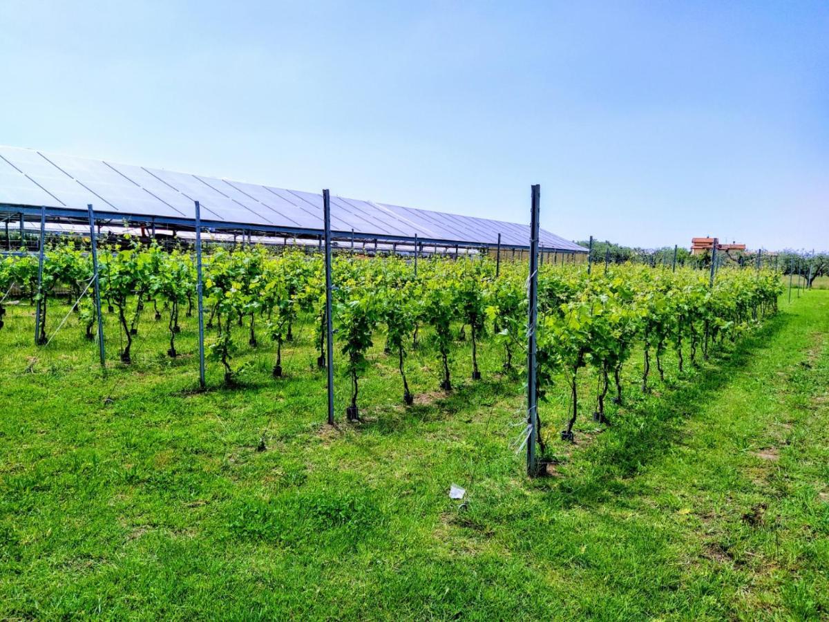 Agriturismo La Vite Maritata Pietrasanta Ngoại thất bức ảnh